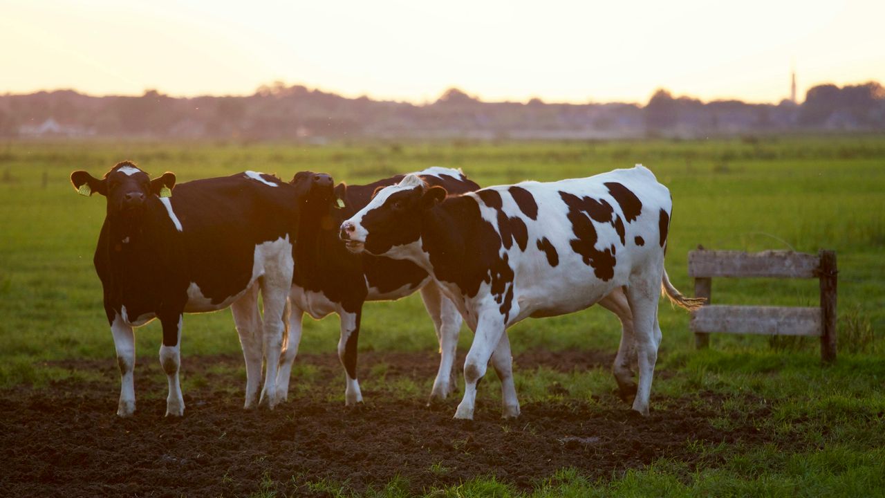 Dairy farmer to host 'Farming for Nature' walk to regenerate forests