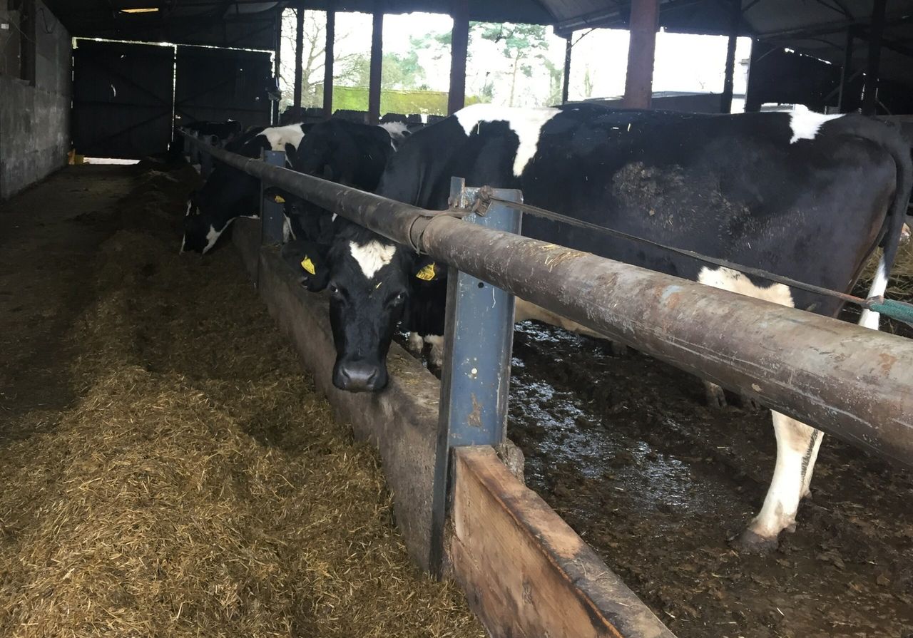 Late calvers: Will they cost you money or make you money?