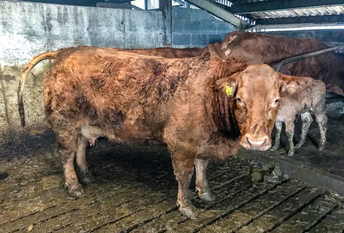 Beef focus: Attention to detail key to success on a pedigree Limousin farm