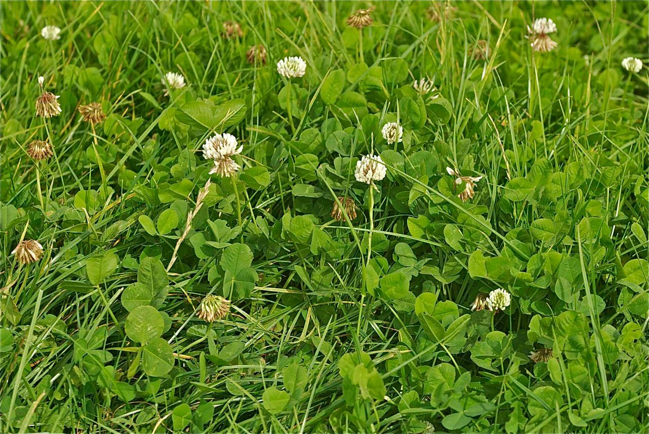 The use of white clover offers many benefits to farmers