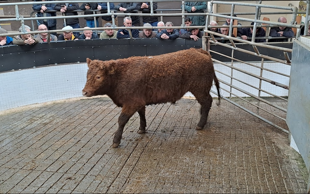 Weanling bull prices reach €6.05/kg at Ballinrobe Mart