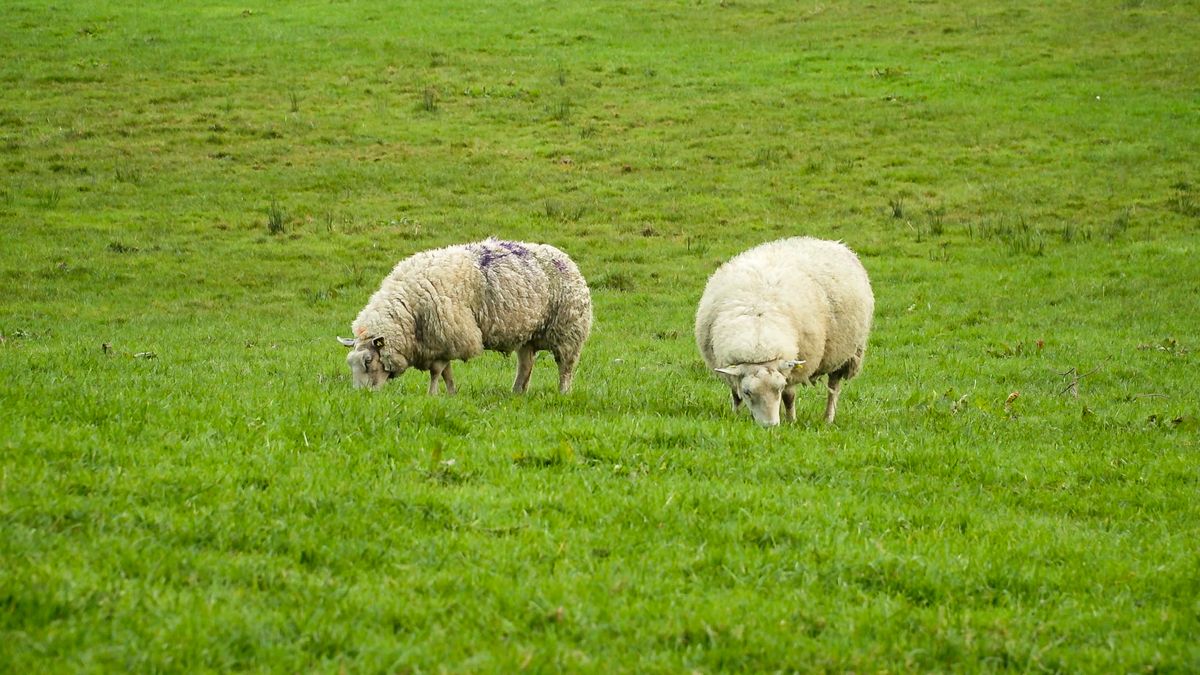 Sheep Welfare Scheme balancing payments begin issuing