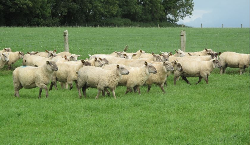Technology to improve your sheep business