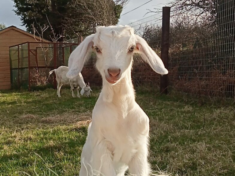 Cork couple strive to upgrade their microsanctuary facilities