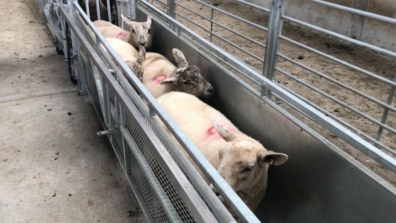 Wormer resistance found on 98% of farms - study finds in Wales