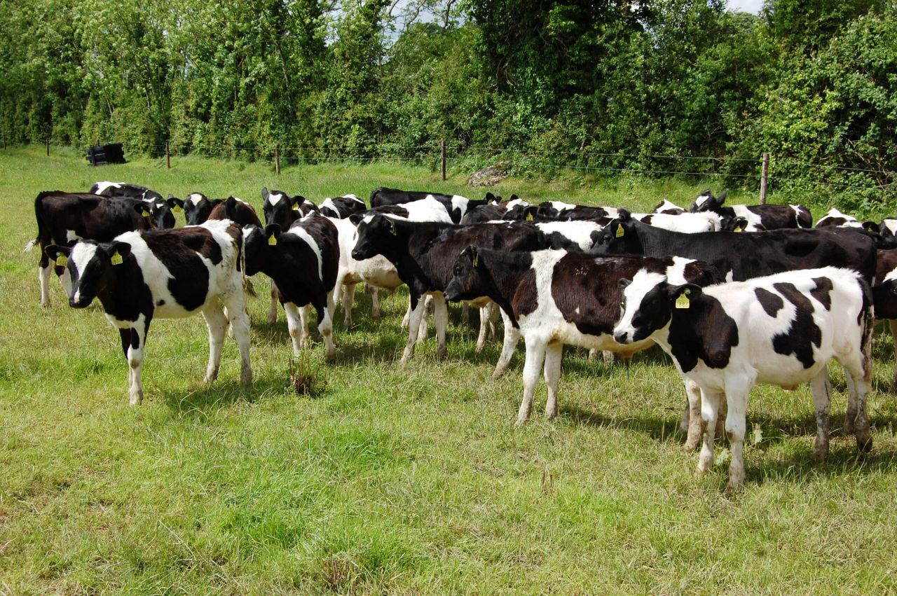 Cavan consultant to host info night on 'options for drystock and dairy farmers'