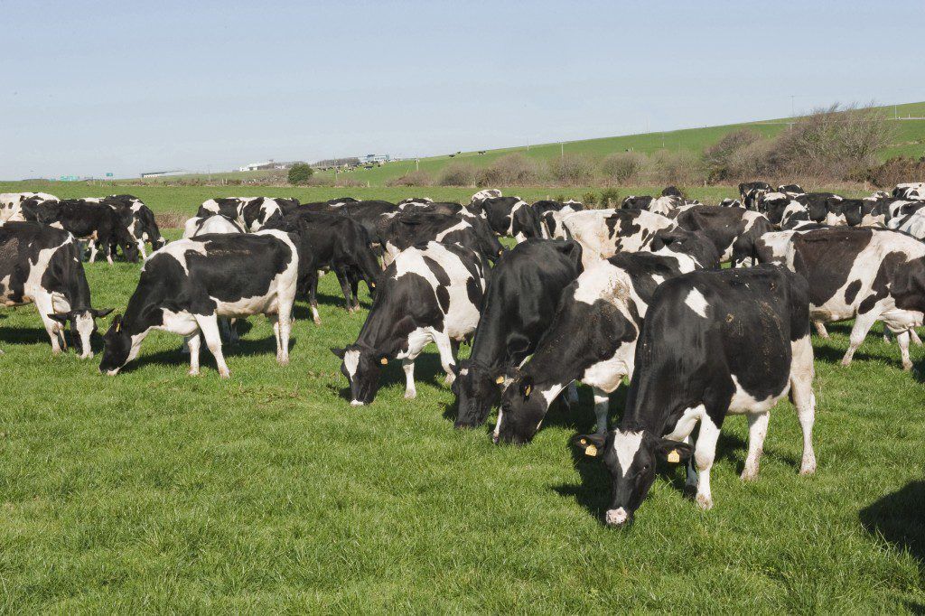 What is the ideal dairy cow? Colour does not matter - Teagasc expert says
