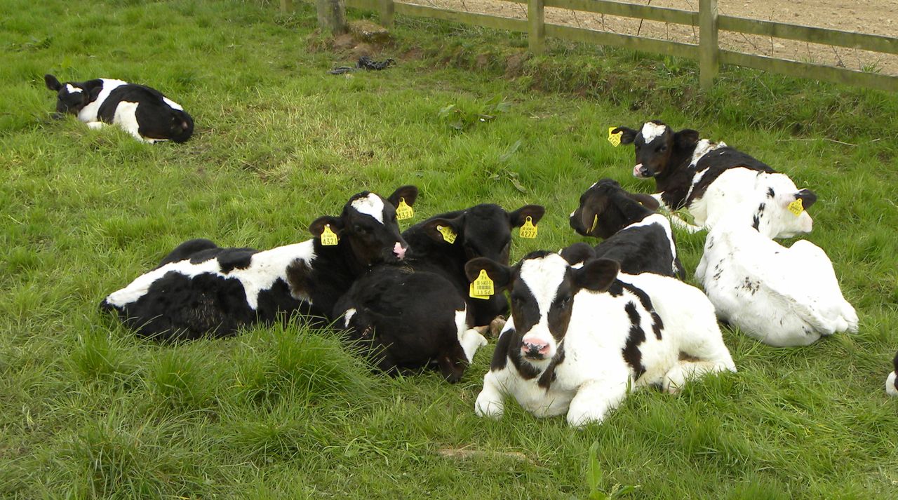 Dairy advice: Are your replacement heifers on target?