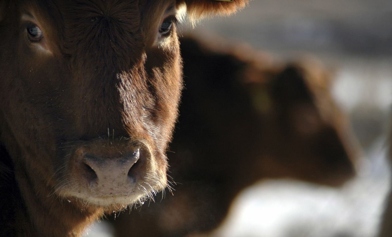 Calls for non-stun slaughter to be banned in the UK