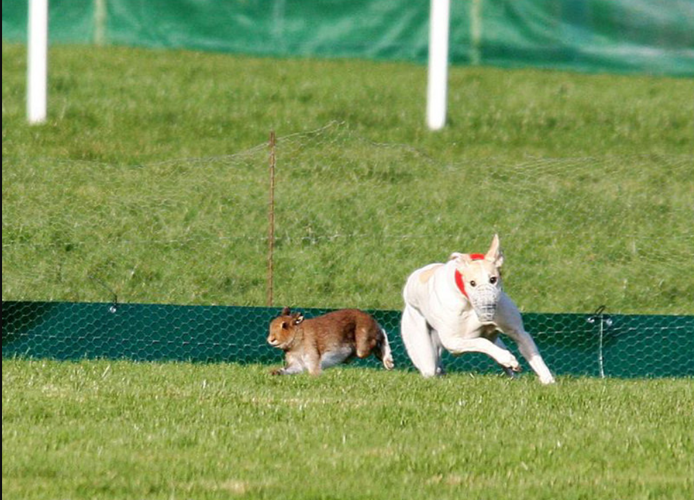 Investigation ongoing as hare-netting licence suspended