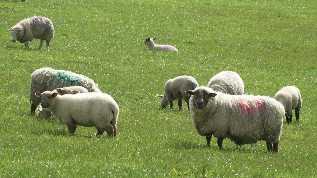 Creed announces €15 million in payments for Sheep Welfare Scheme