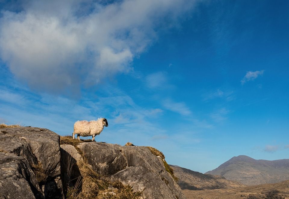 Call for virtual fencing grants for sheep farmers