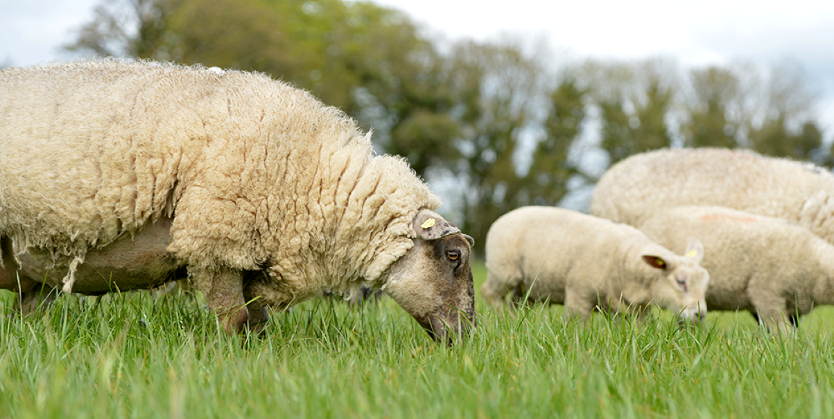 Interview: Donegal IFA chair - young people won't come into farming