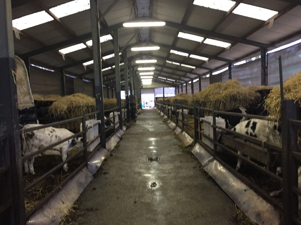 Video: A shed designed to house 300 calves