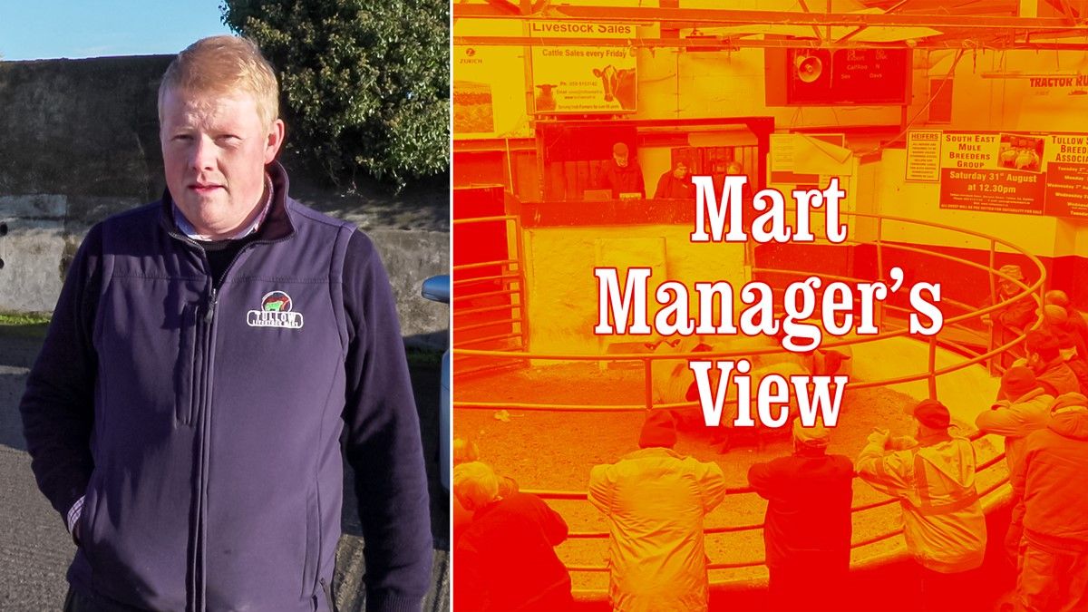 'Ewes with single lambs at foot topped out at €246/head' - Tullow's Eric Driver