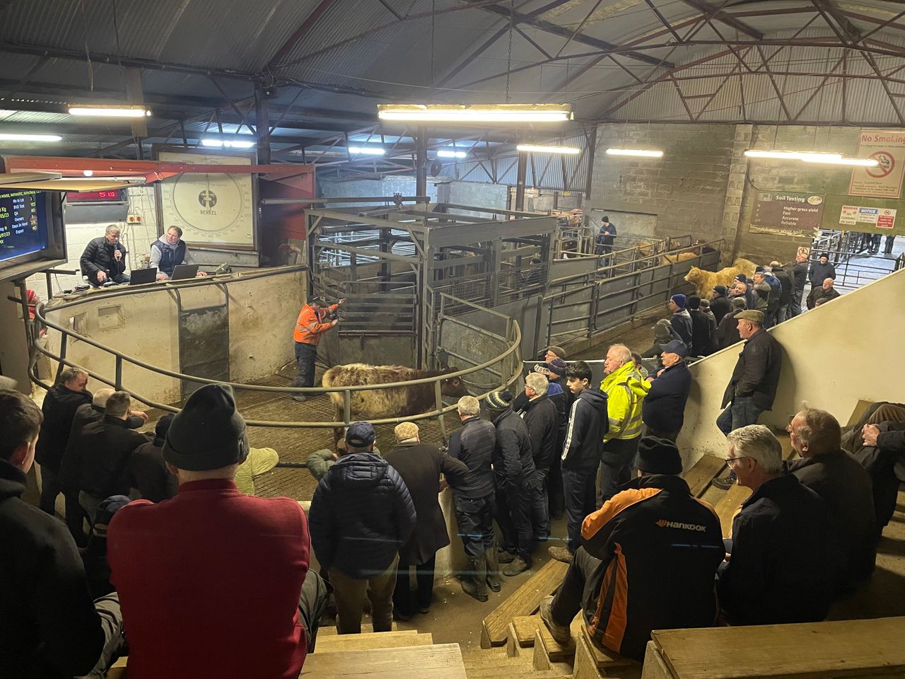 Mart report: Weanling bull and heifer prices at Granard Mart