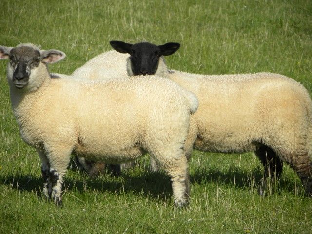 'French sheep market to pick up in the coming weeks'
