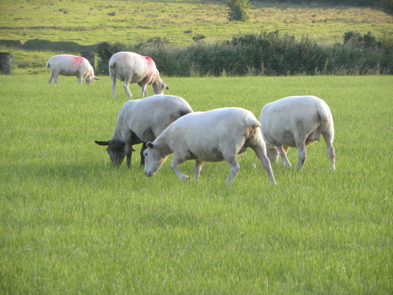 What can be done to reduce lameness in your flock?