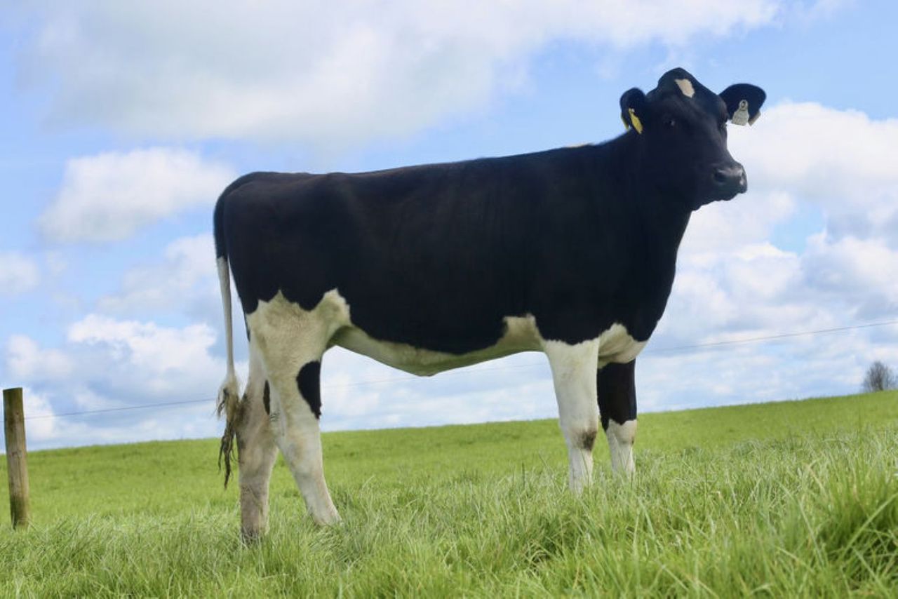 Top price of €8,000 at Emerald Expo online sale