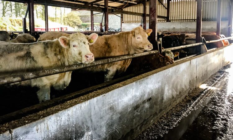 Beef trade: Trade steady, as throughput increases by over 1,700 head