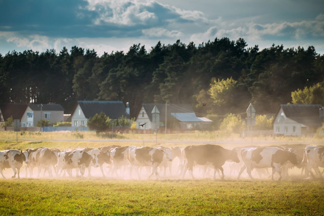 €53m Danish scheme to support more climate-friendly dairy