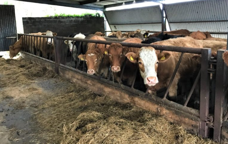 What can I do to help get my autumn-calving cows back in calf?