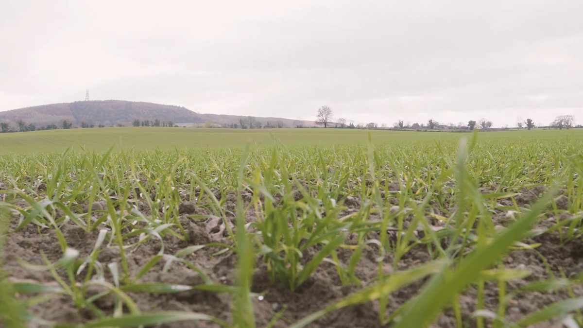 Post-emergence herbicide options on winter cereals