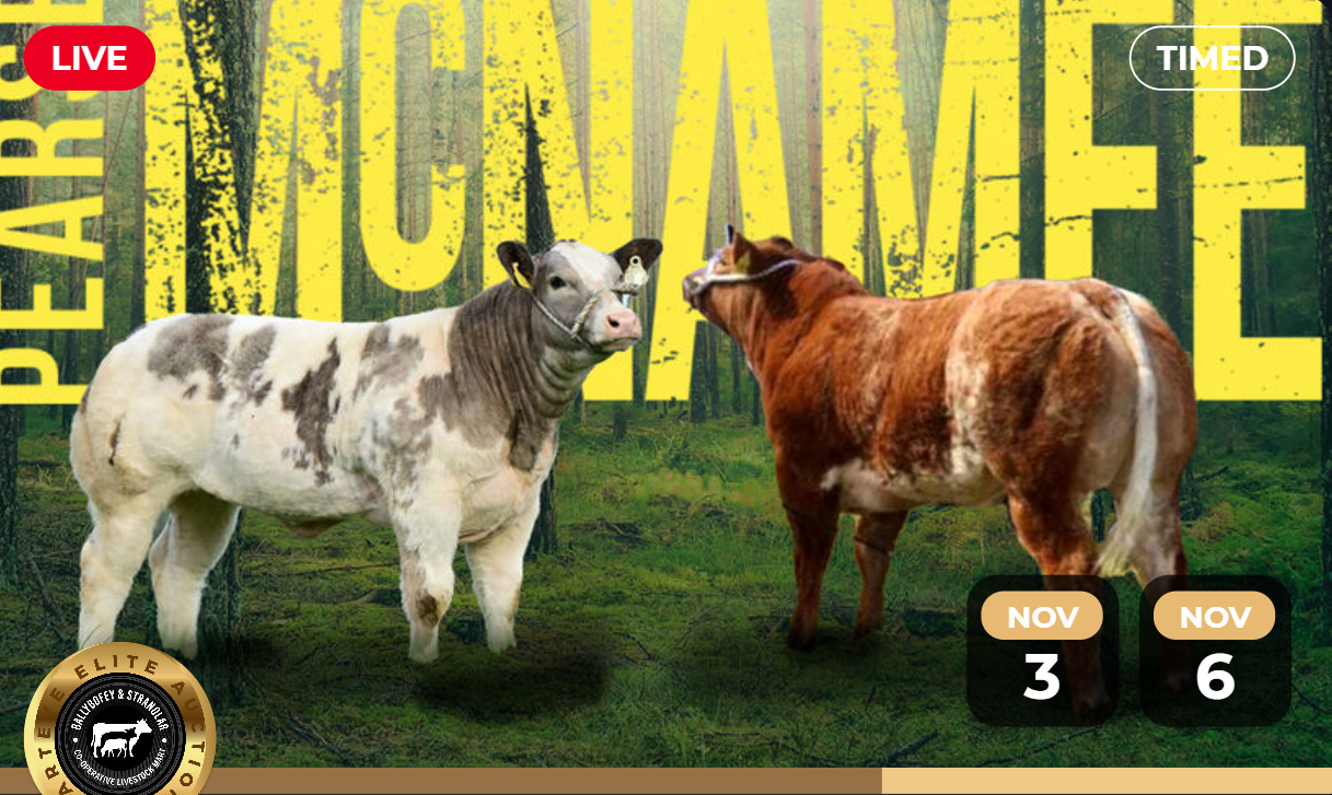 McNamee timed auction draws to a close this evening