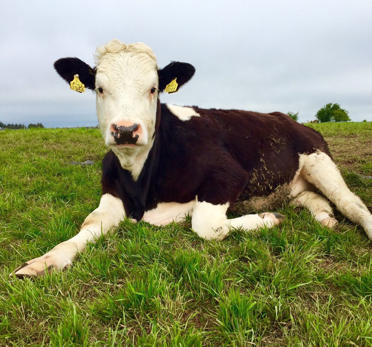 Beef kill back almost 40,000 head on last year