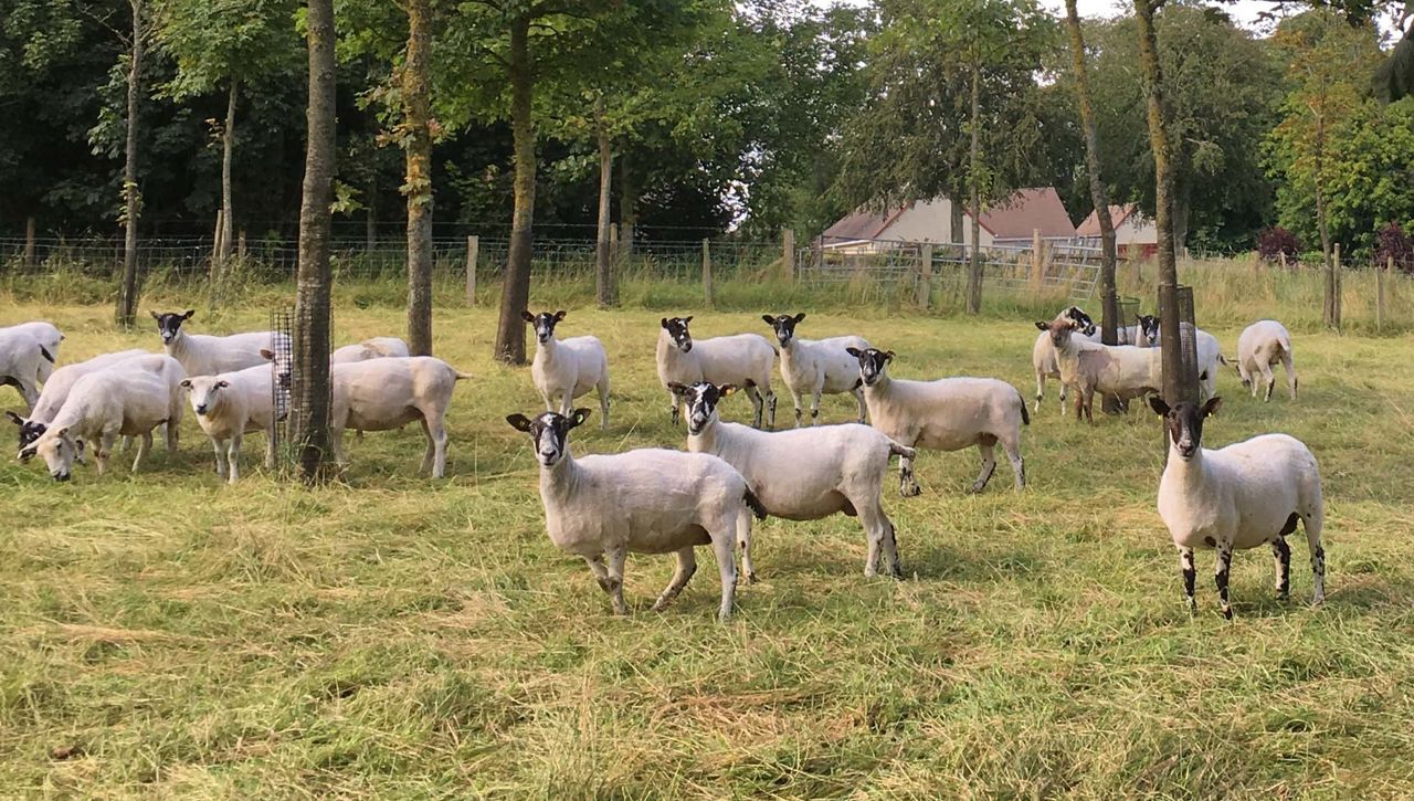 Tenders sought to develop masters programme in agroforestry