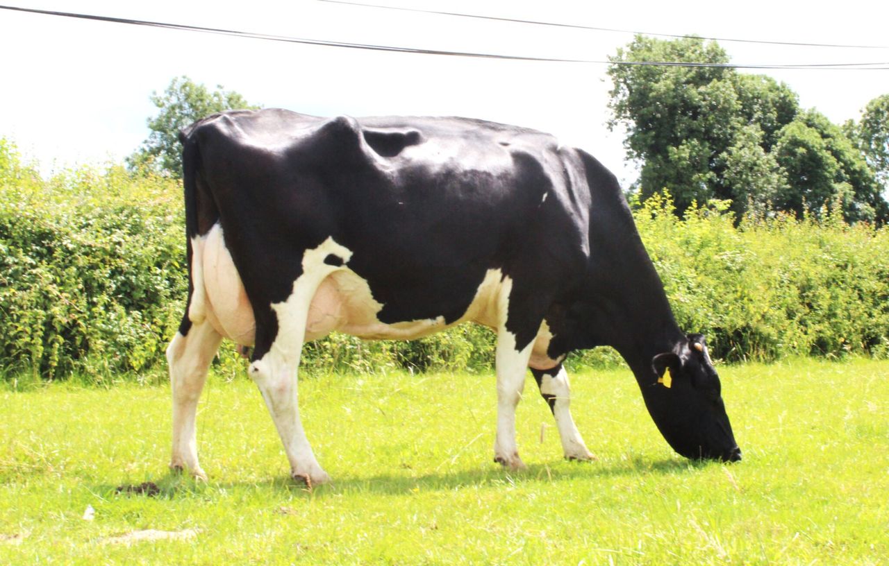 Which dairy sires have been used most in 2026 so far?