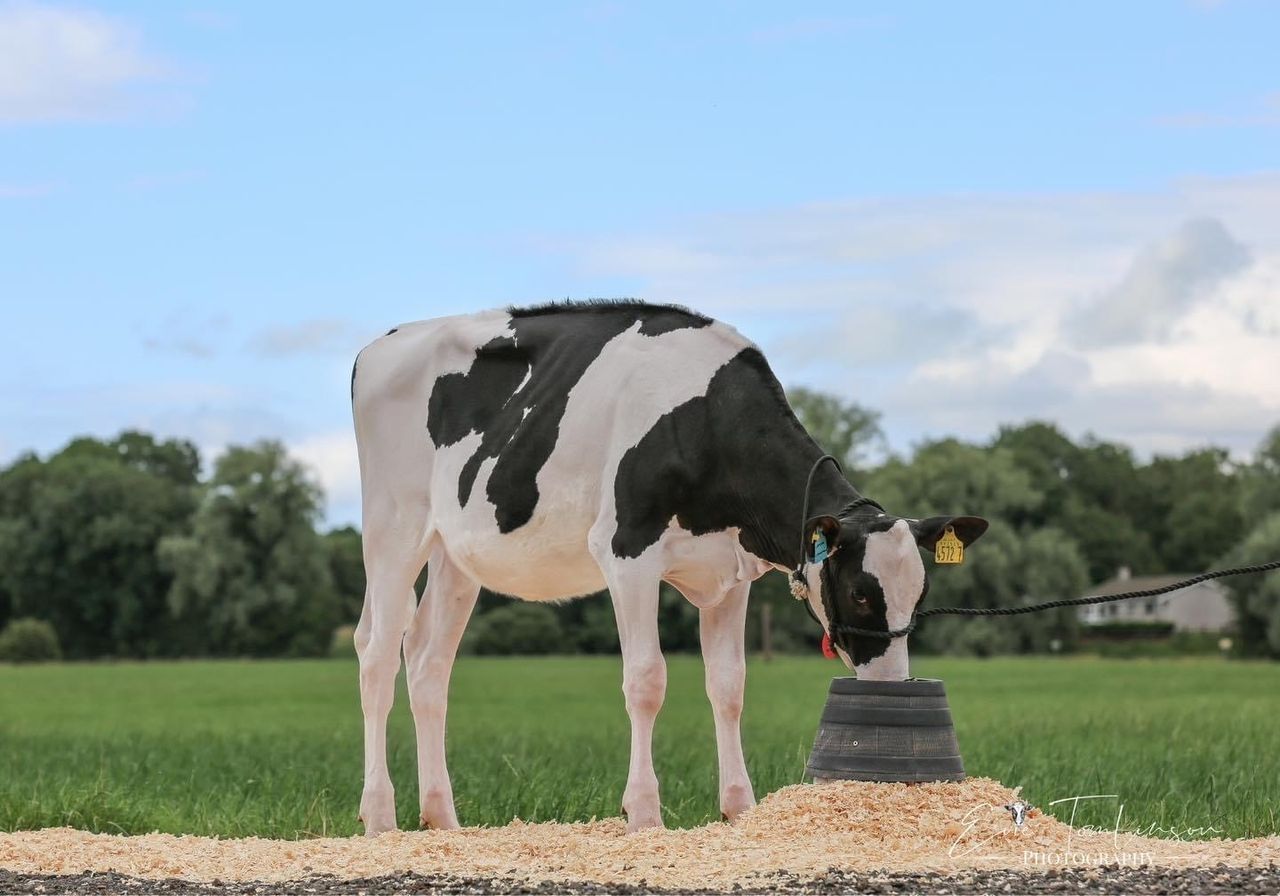 Prices reach 17,000gns at Summer Sizzler sale