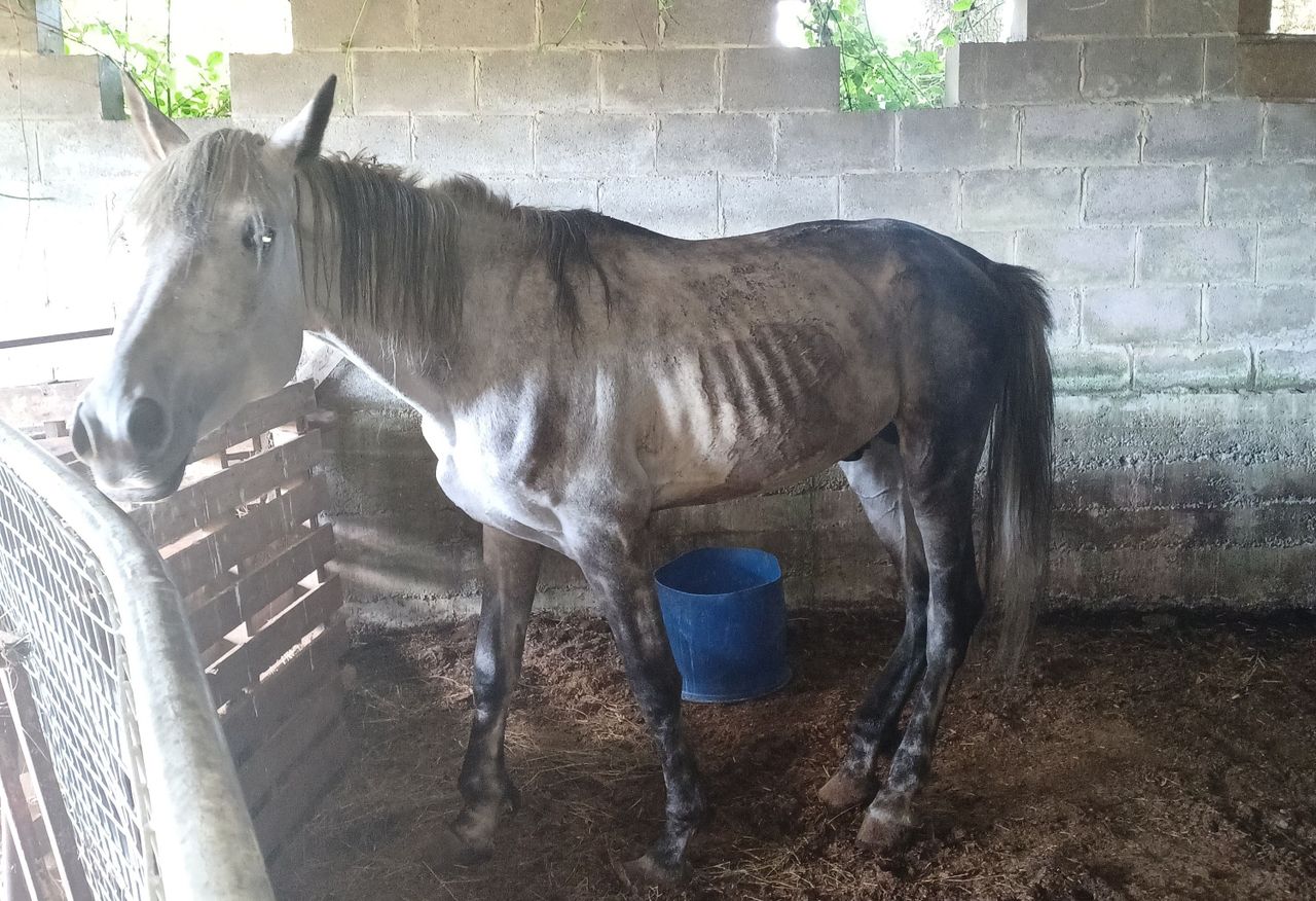 Wicklow woman given prison sentence for cruelty to horses