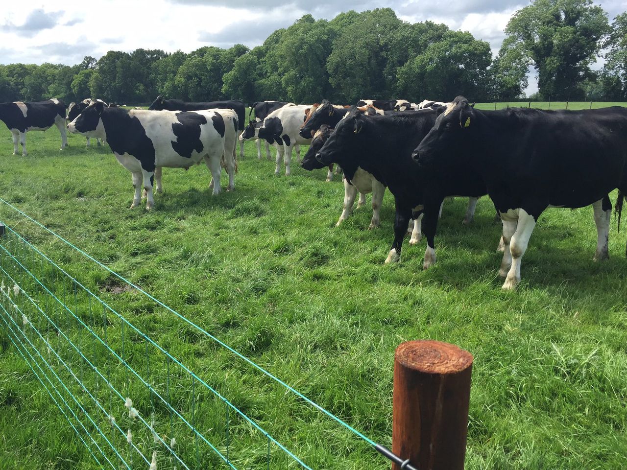 Is there money to be made in black and white beef this winter?