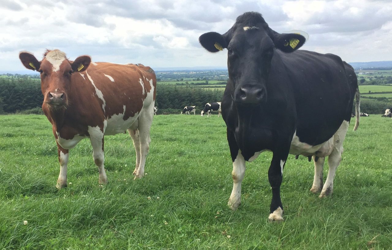 Pics: Planning to milk 360 cows on a 60% leased farm