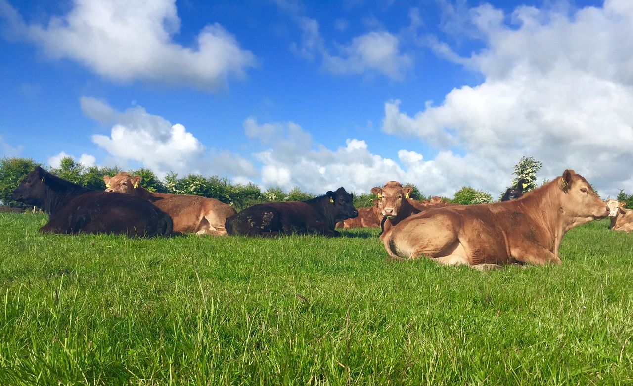 Irish cattle slaughterings up 4% on July 2014 - CSO