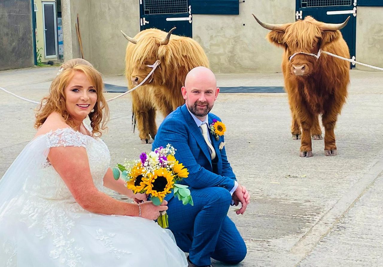'Here come the Highland cattle'