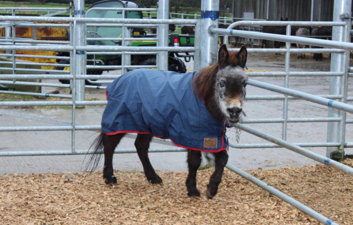 World's oldest mule dies in Cork