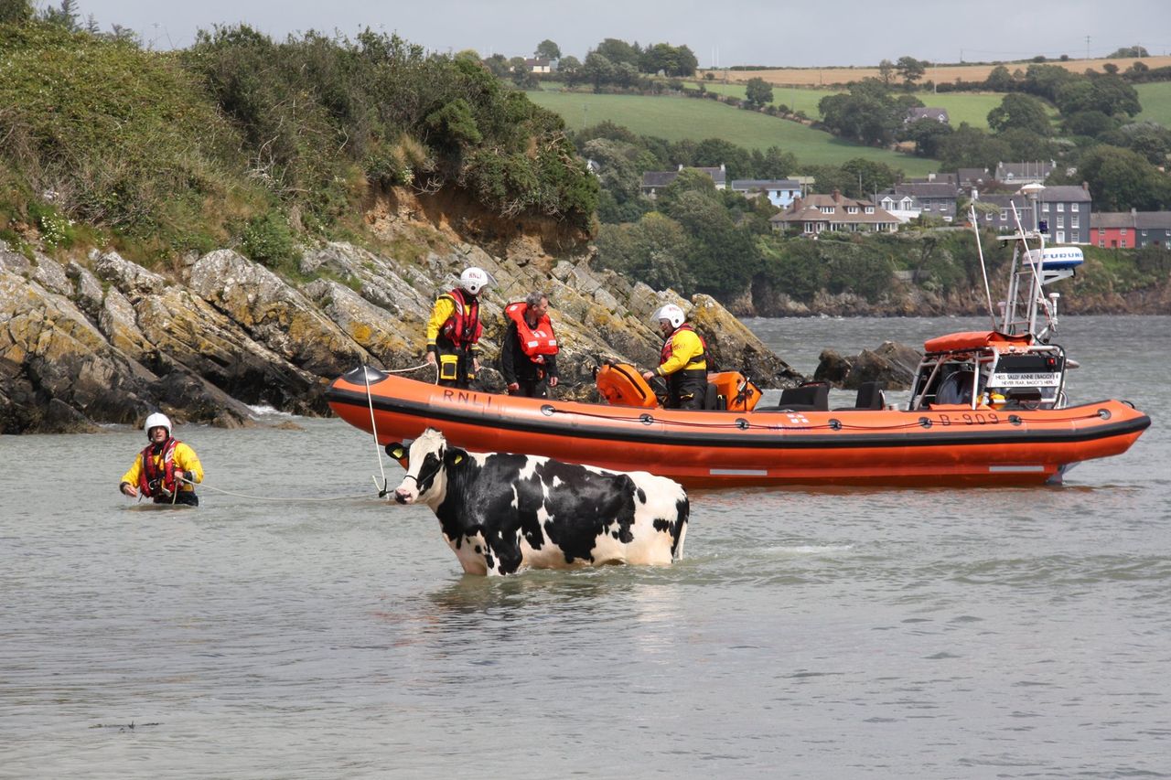 Video: Freezin' Friesian rescued following cliff 'tumble'