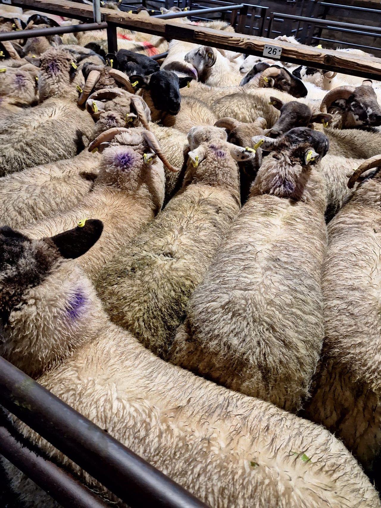 ICSA: 'Factories are making indefensible cuts' to lamb prices