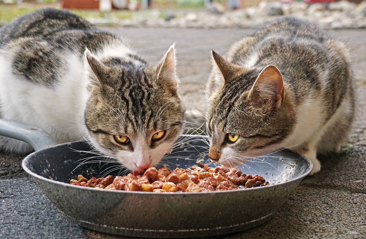 Pet food firm claiming product is fit for humans loses tax appeal