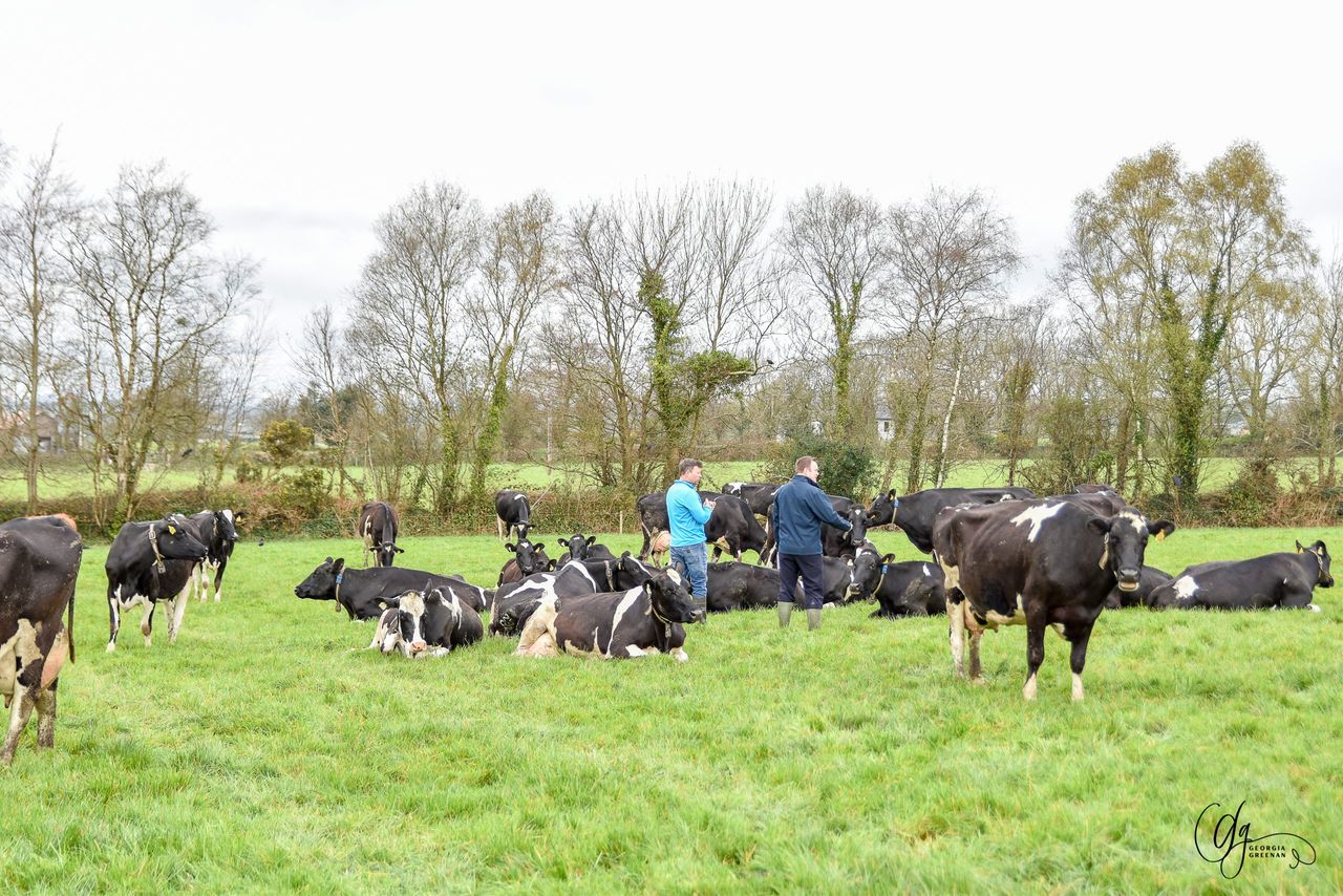 IHFA Focus Farms 2026: Six dairy farms showcasing pedigree breeding