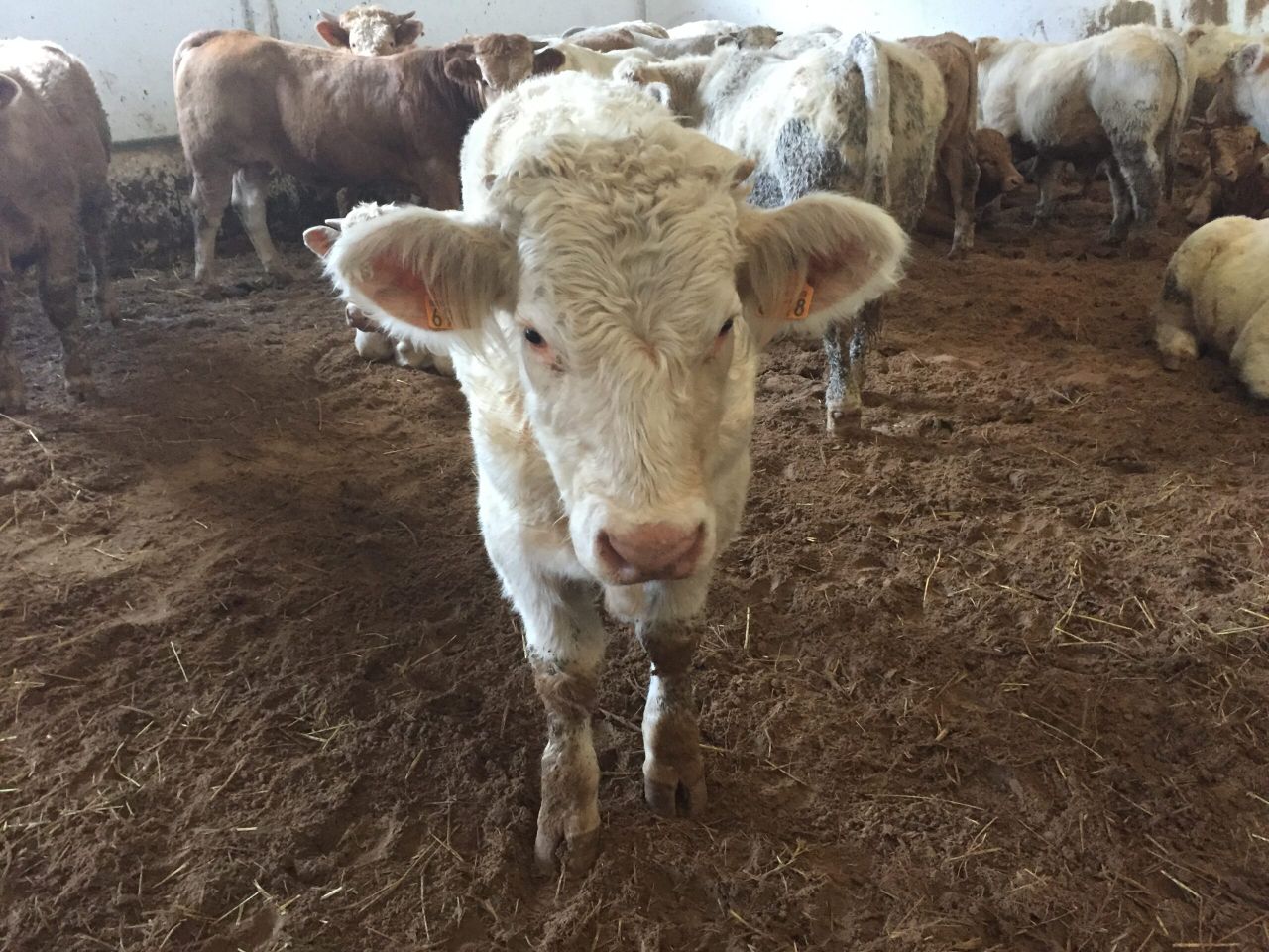 Cattle exporters on a discovery mission in Algeria