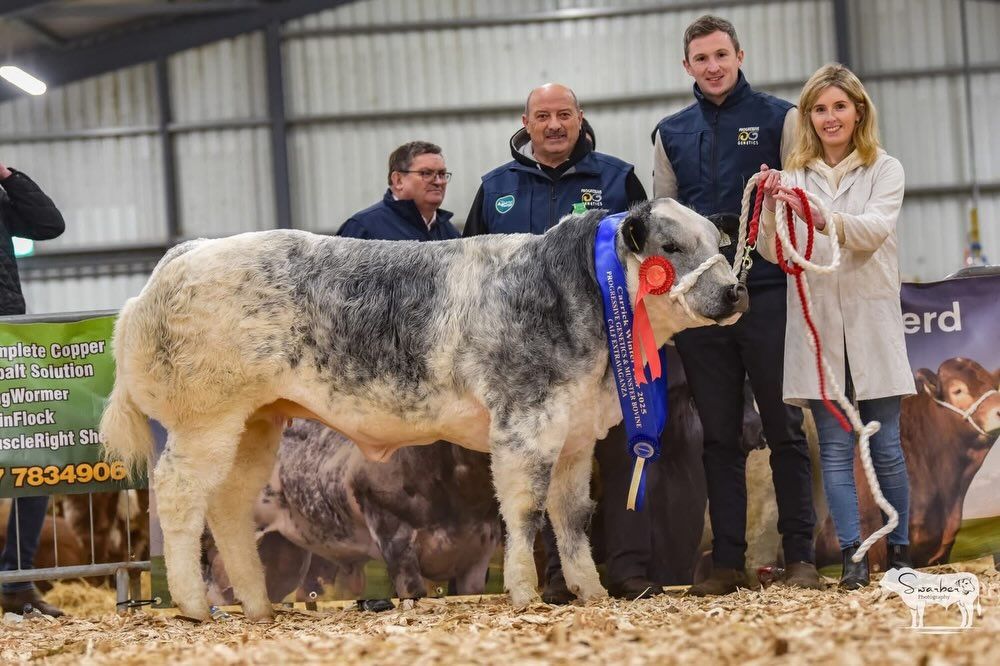 The €2,500 Progressive Genetics and Munster Bovine Future Champions Calf Extravaganza Champion. Source: Swarber Photography
