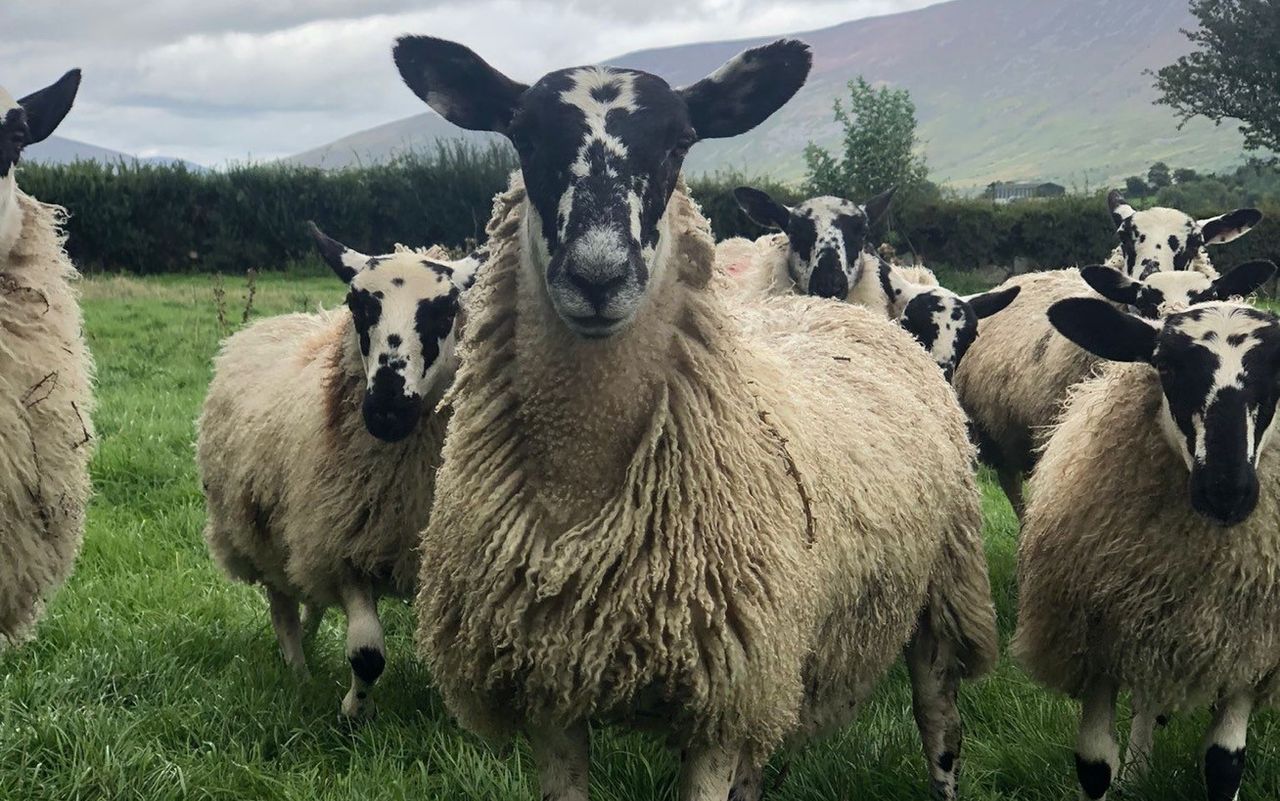 Southeast Mule Breeders to hold 2023 show and sale