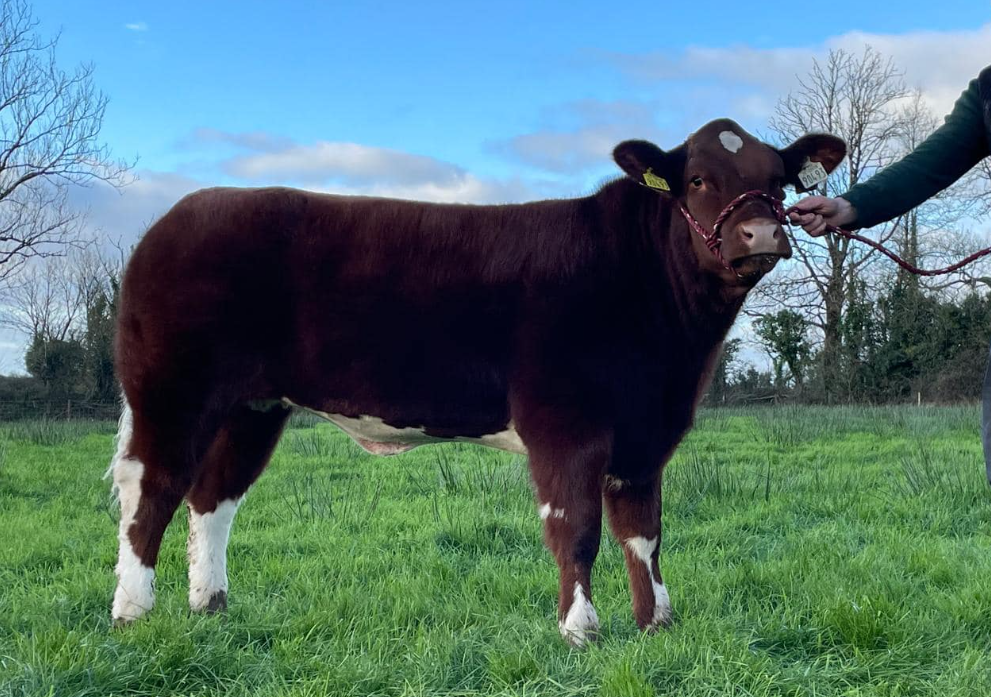 Manorhamilton fatstock show and sale set for this Saturday