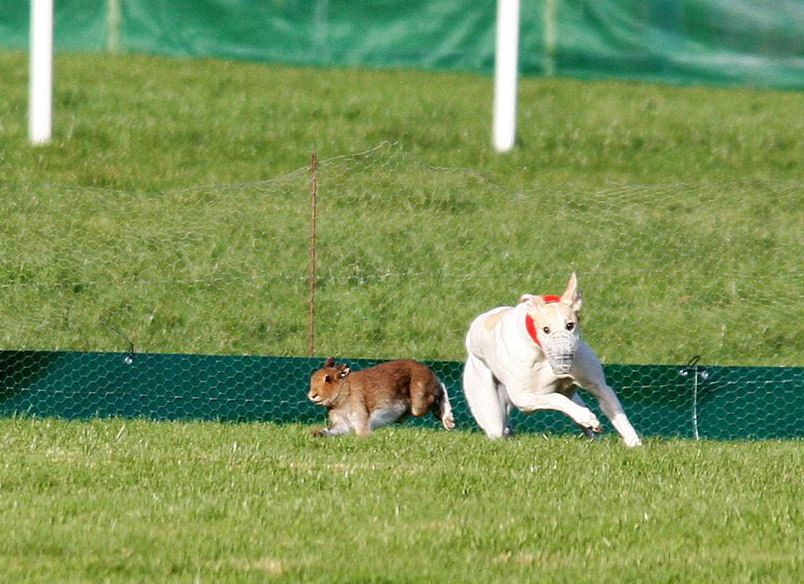 Hare coursing will not be banned after Dail vote defeats Bill