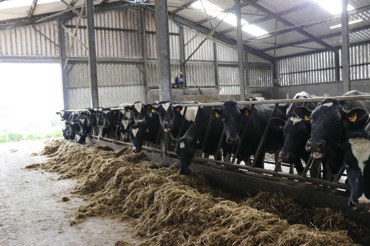 Drying-off: Checking cow for signs of mastitis