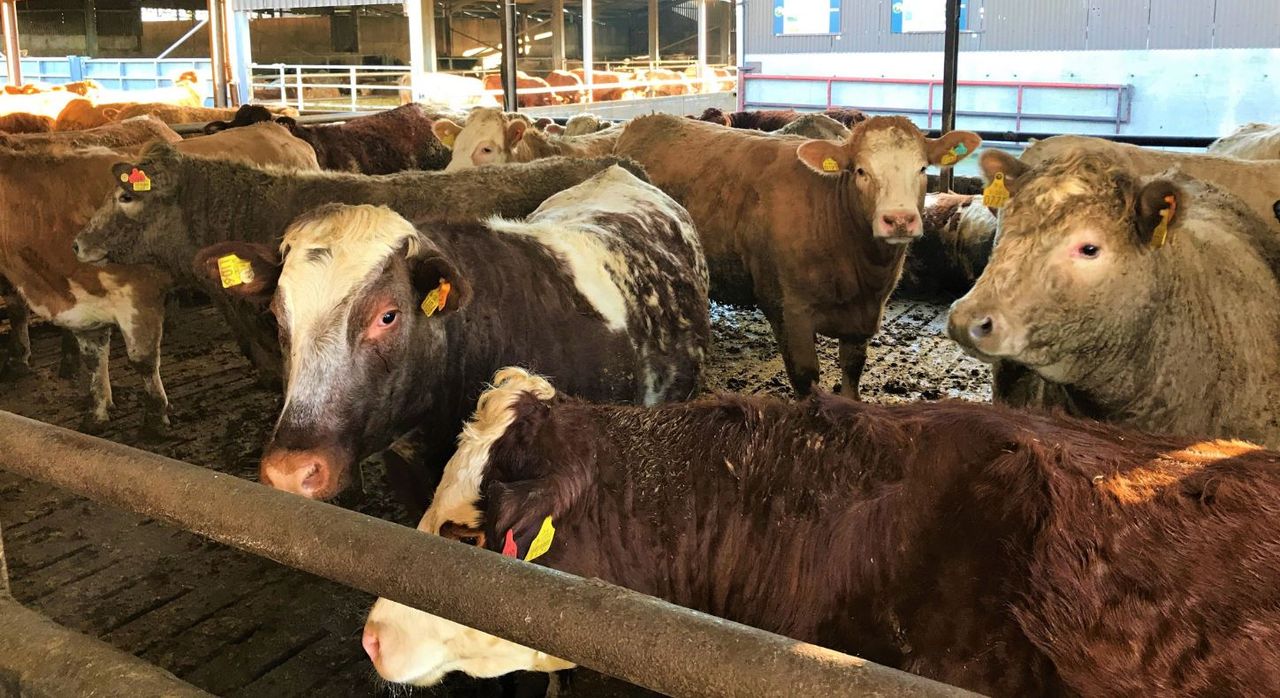 Creed to travel to Turkey to address ban on live cattle imports