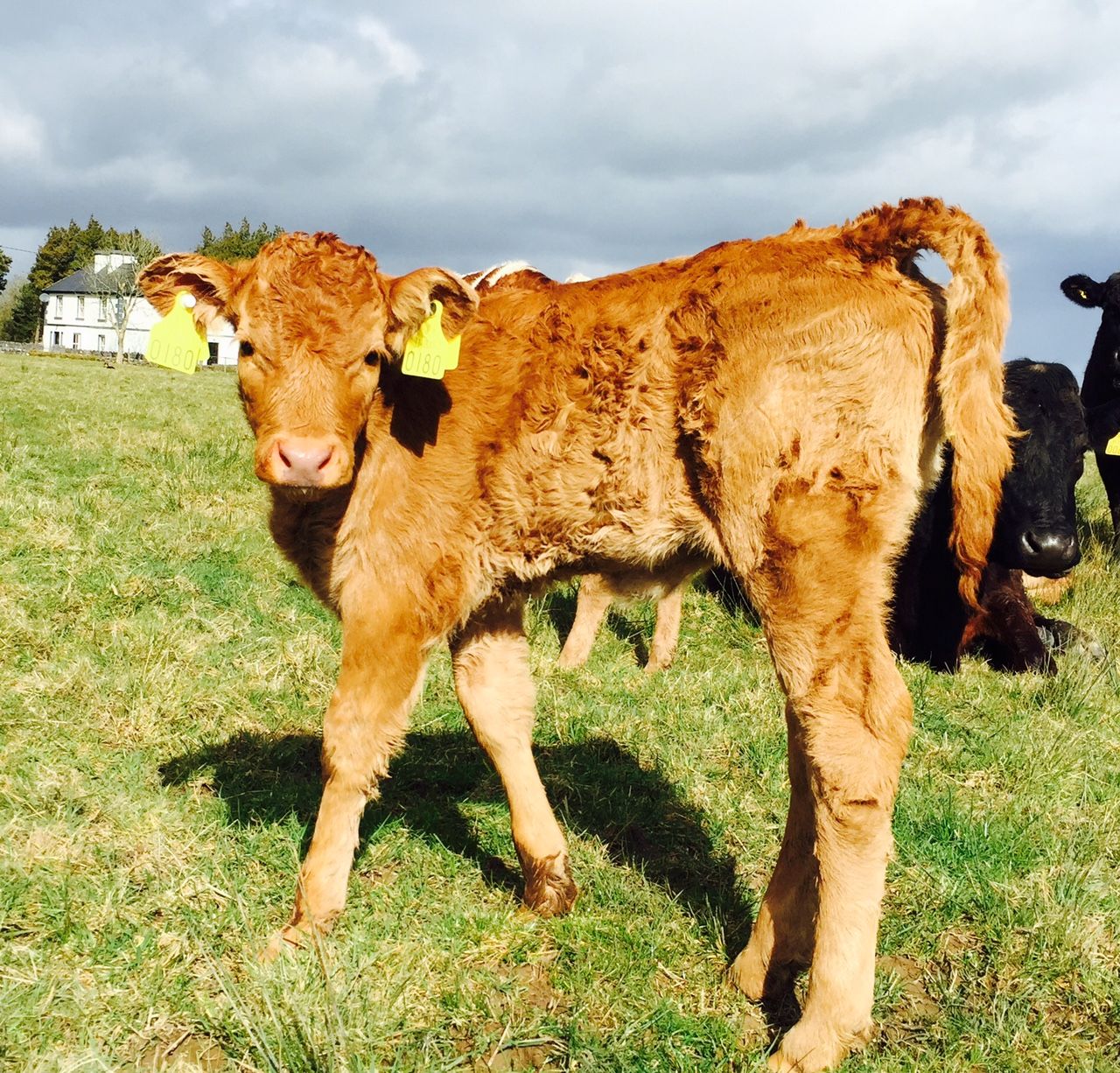 How to control parasites at grass for beef suckler herds